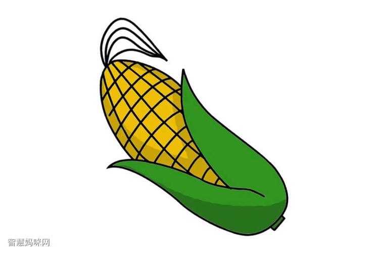 一棵玉米简笔画图片