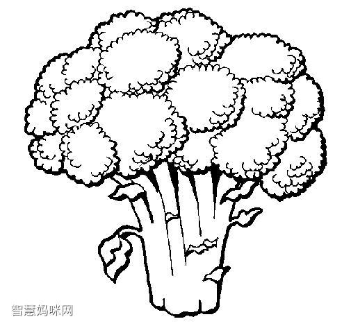 菜花简笔画