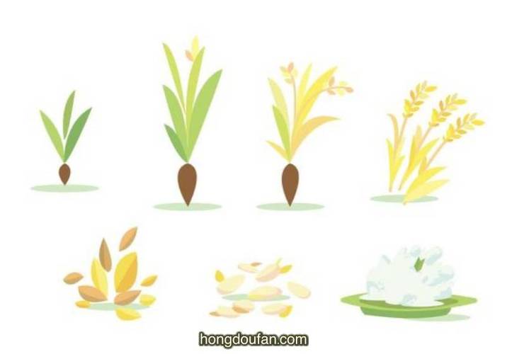 玉米种子的简笔画图片
