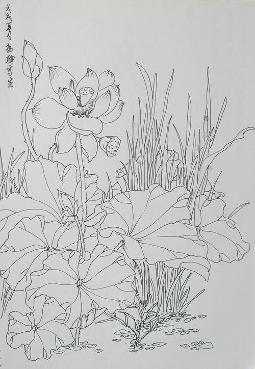 荷花池简笔画画画图片