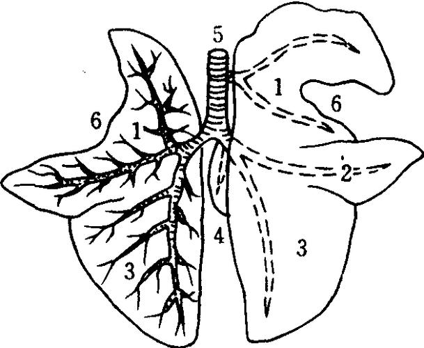 肺简笔画