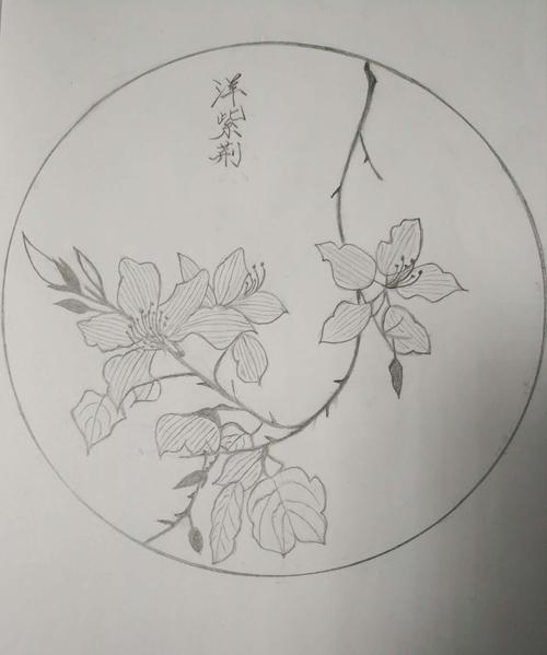 紫荆花图片简笔画简单图片