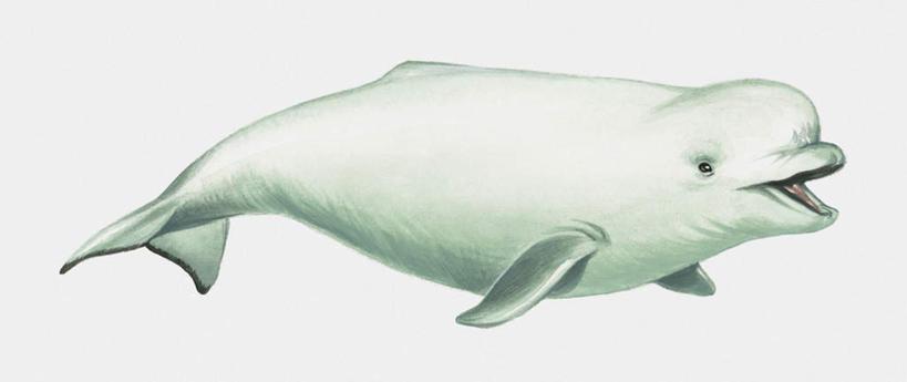 白鲸的简笔画图片