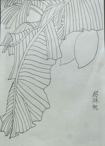 芭蕉工笔技法步骤周六下午国画