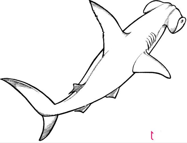 简笔画鲨鱼简笔画步骤4锤头鲨锤头鲨的简笔画锤头鲨简笔画绘画教程