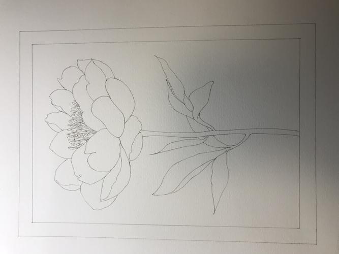 芍药简笔画