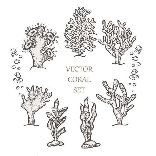 简笔画珊瑚礁