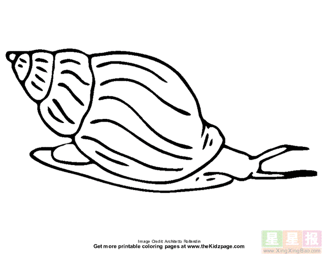 螺丝卡通简笔画夏季爱吃螺蛳田螺的要小心不慎吃错这种螺容易感染寄生