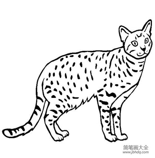 阿比西尼亚猫简笔画图片