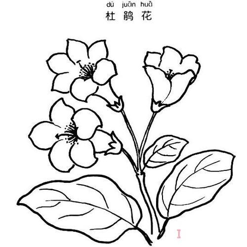 杜鹃花的图片简笔画图片