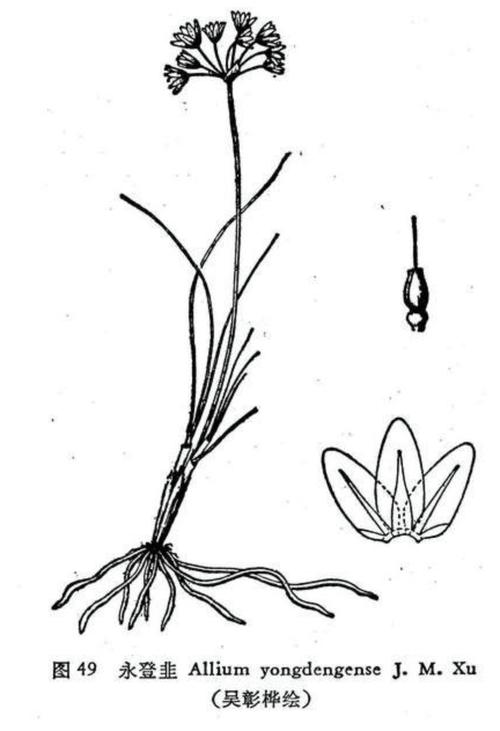 韭菜花简笔画图片