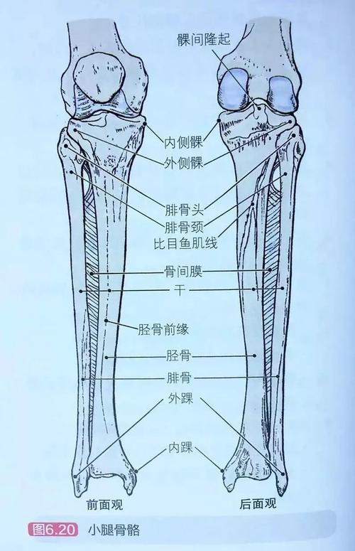 人腿骨图片结构图图片